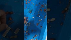 Unicomp Technologie - Voedsel Röntgen-Pinda Testen